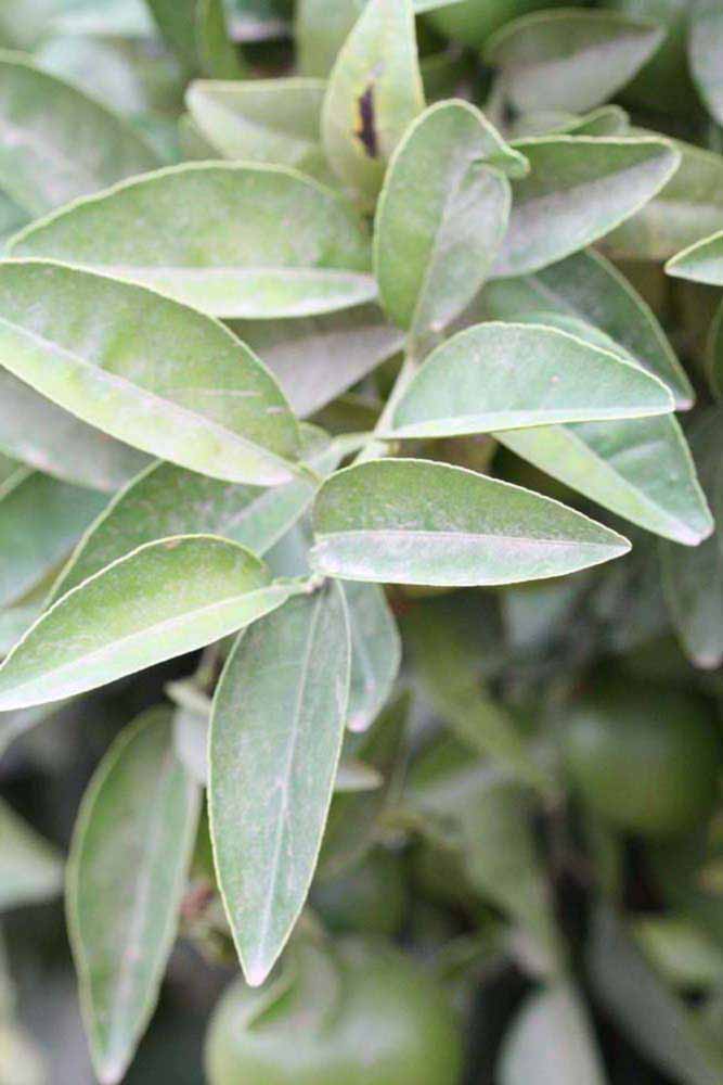              Sun leaves (Riverside, CA)       